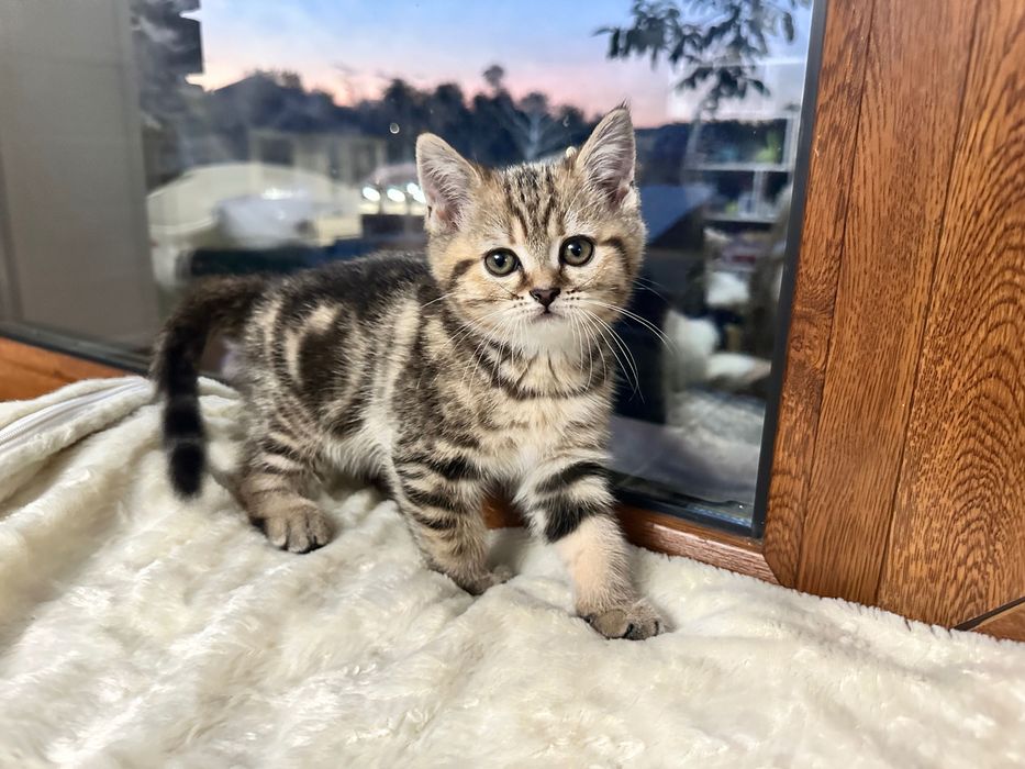 Шотландские котята мальчики