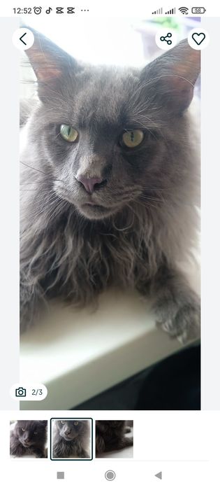 Продам котят Мейн Кун