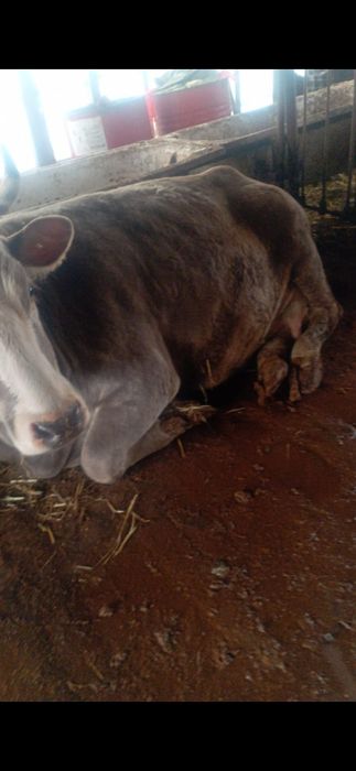 Корова,на продажу
