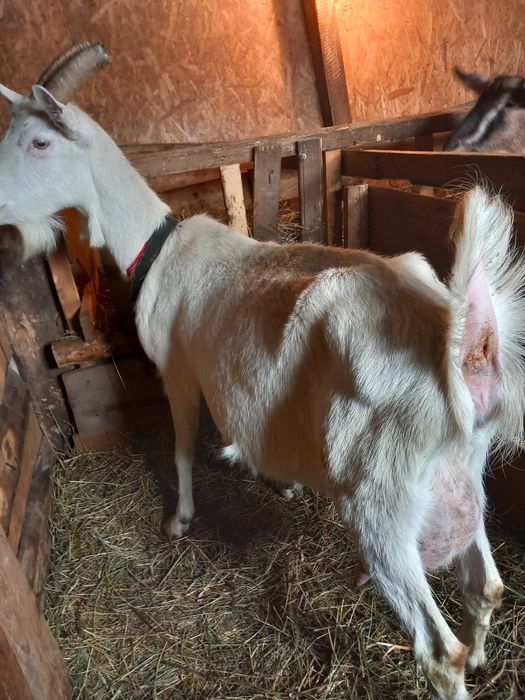 Vând capre de rasă cu tot cu ezi