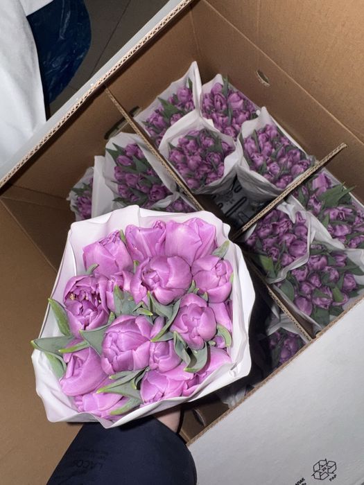 Премипльные тюльпаны