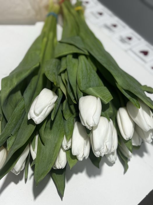 Крупные Тюльпаны