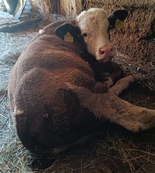 Vând vițel pentru tăiat  180 kg aproximativ.