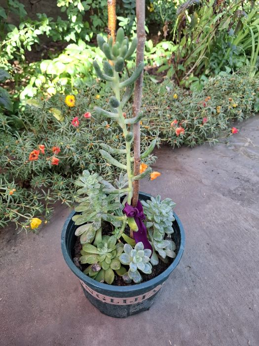 Каменные розы (суккуленты)