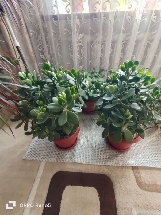 Продам цветок денежное дерево.