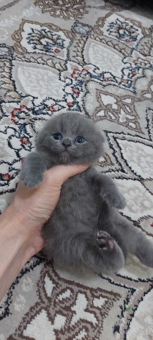 Шотландский вислоухий мушукчалар сотилади