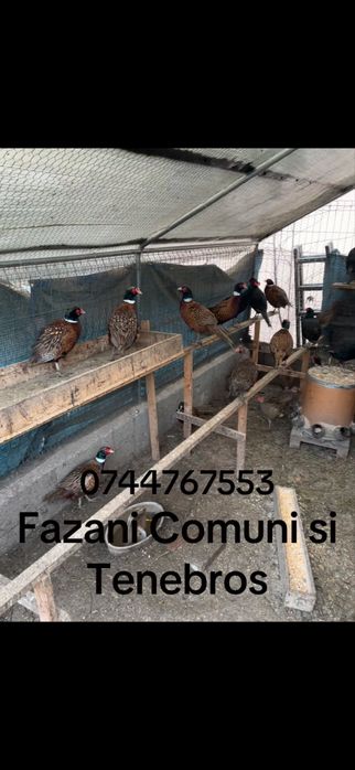 Vand Fazani Comuni si Tenebros