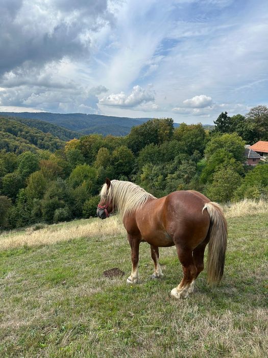 Vând harmasar de 7 ani