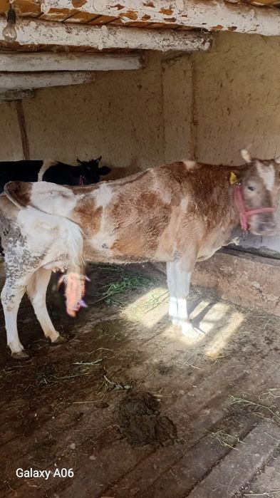 Сауынды сиырлар бар