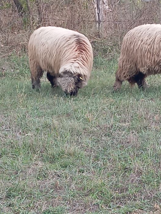 Vând oi bucălai miori!