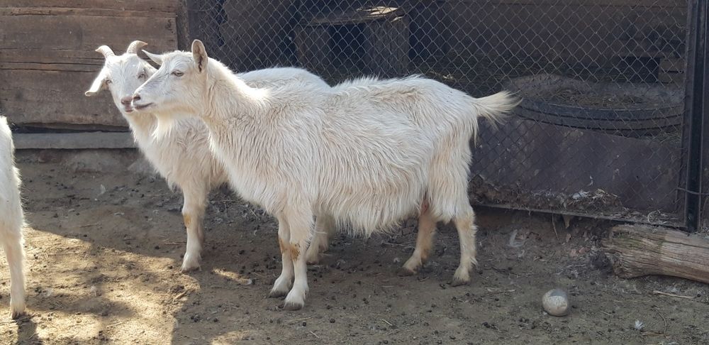 Козы породы заанен