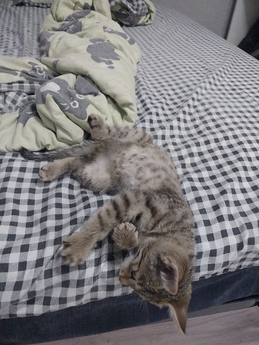 Отдам котёнка в добрые руки