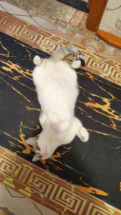 Отдам в добрые руки кошку