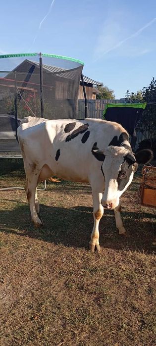 Junică Holstein, de un Vițel și Gestantă cu al 2-lea + Mulgătoare