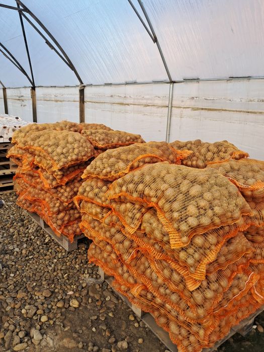 Cartofi de samanta elita