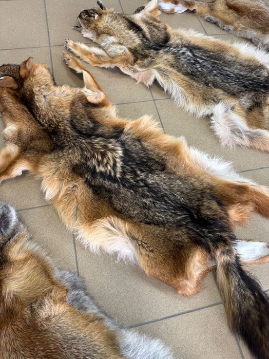 Кожа на чакал уникат