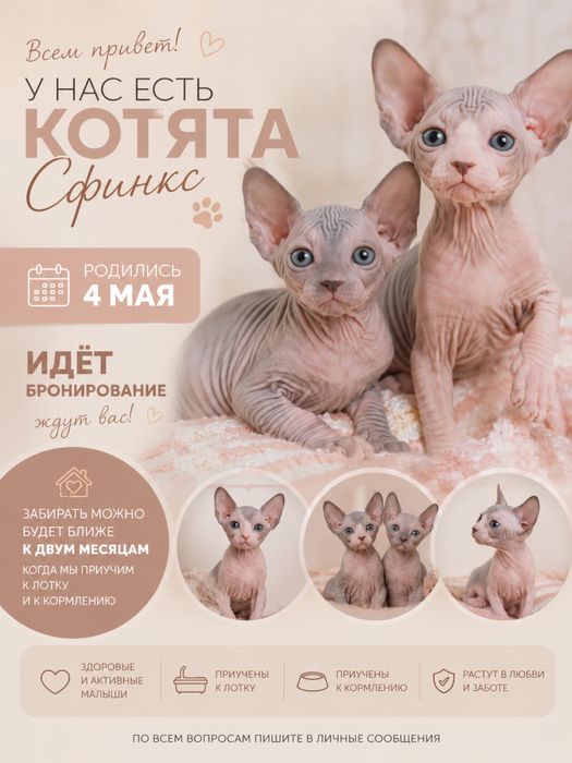 Бронь котят сфинкс