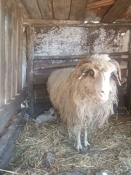 Oaie cu Mia lângă ia