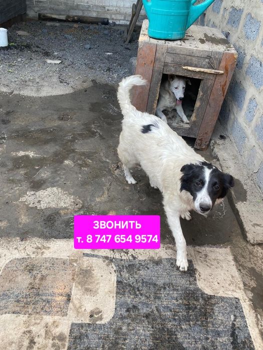 Собачки чипированые в поиске дома