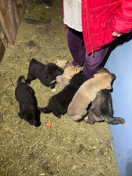 Щенки алабая 1.5 месяца