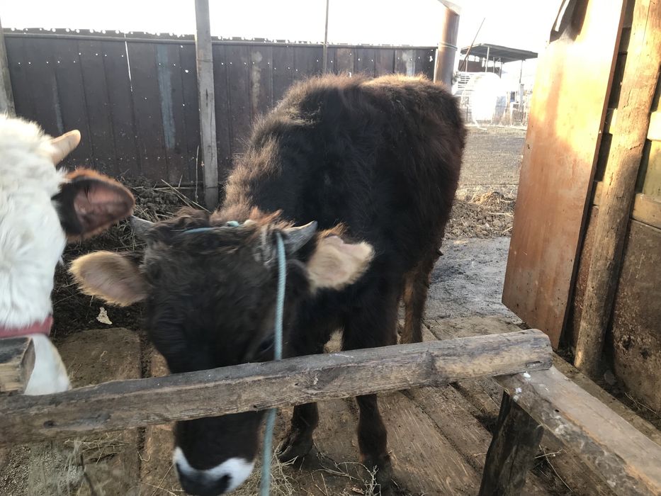 Продам трех бычков хороших