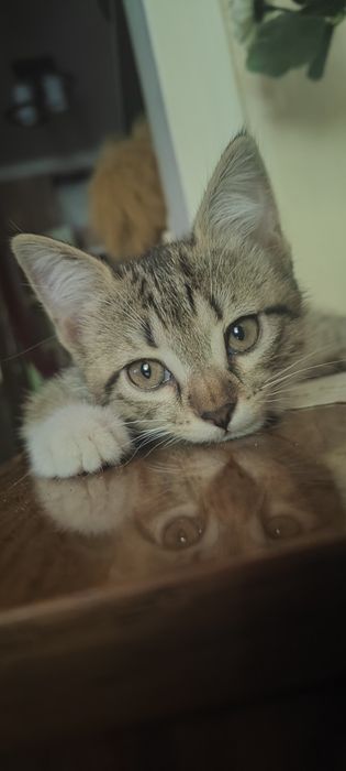 Котенок  девочка