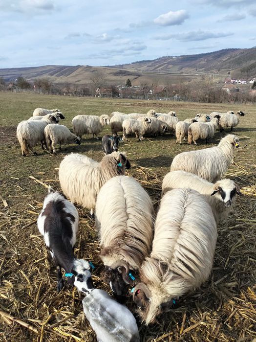 Oi cu miei de vânzare