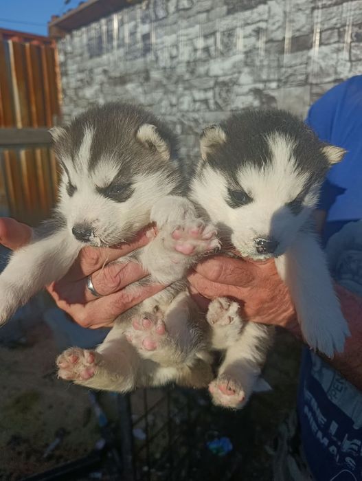 Малыши Сибирской Хаски