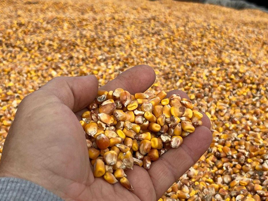 Vindem porumb in judetele Timiș și Caraș-Severin