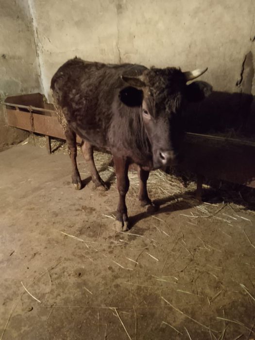 Продам жирную тёлку