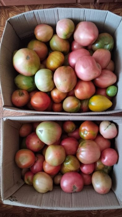 Продам дачные помидоры
