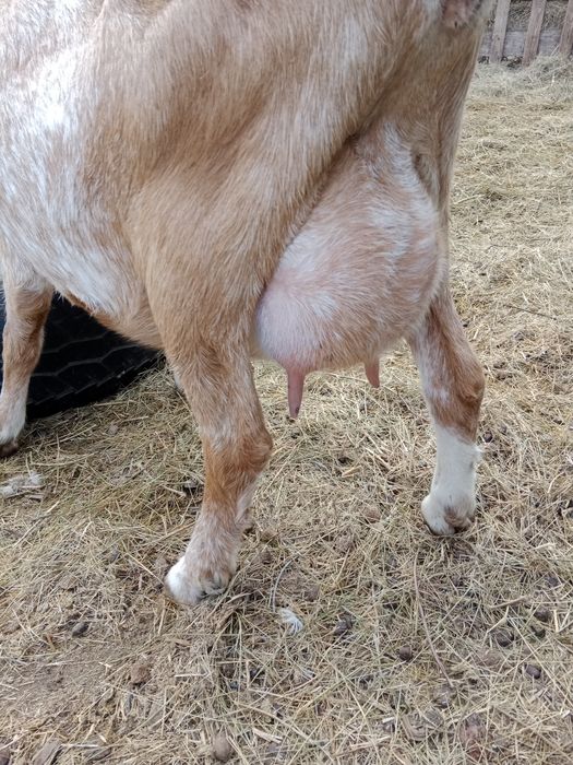 Продам дойных коз, козлят. Козла.