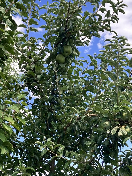 Земельный участок