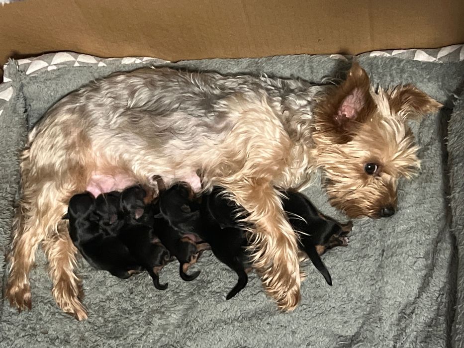 Щенки йоркширского терьера