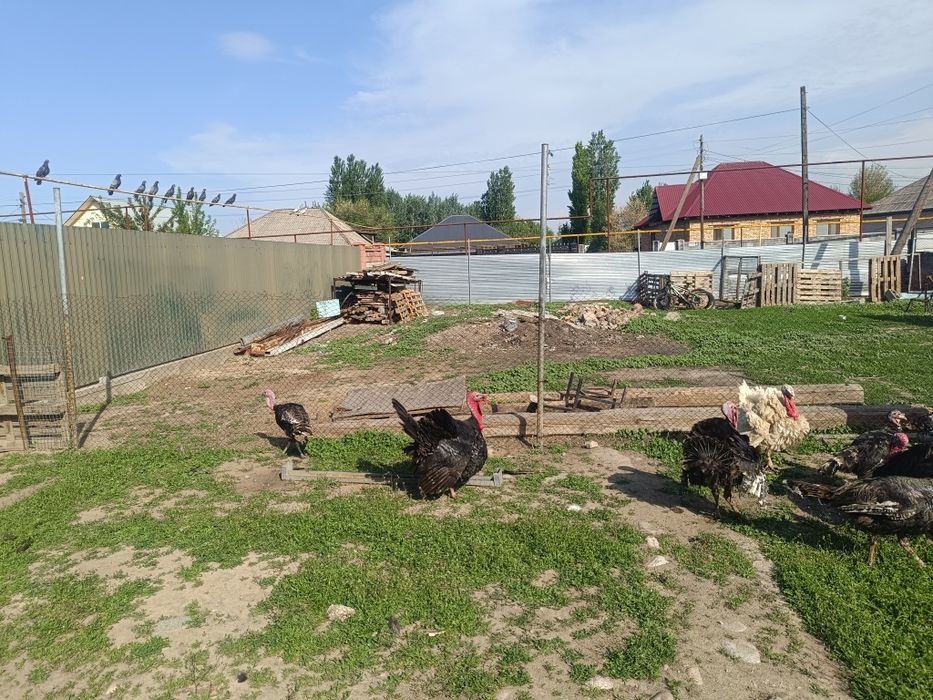 Продам индюков и индюшек