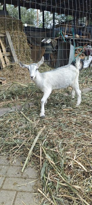 Продам Альпийскую козочку.
