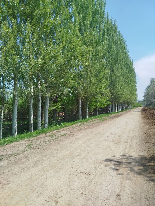 Terak sotiladi Manzil Yangibozor