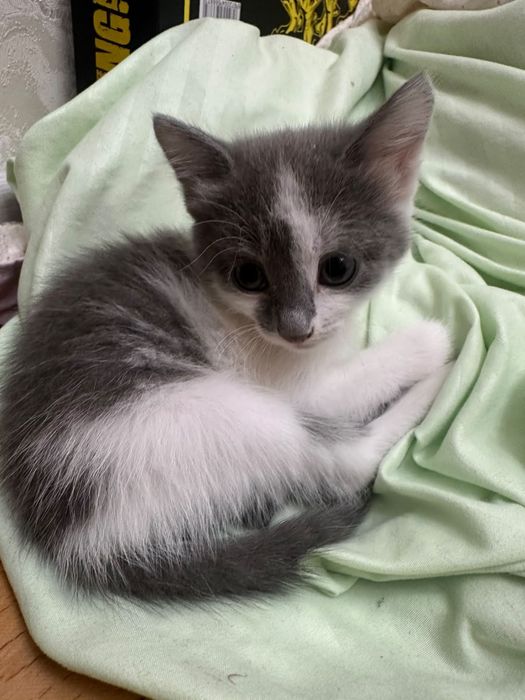 Отдам котенка (девочку) в хорошие руки