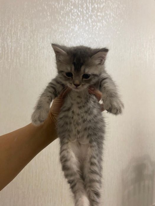 продам котят шотландцы