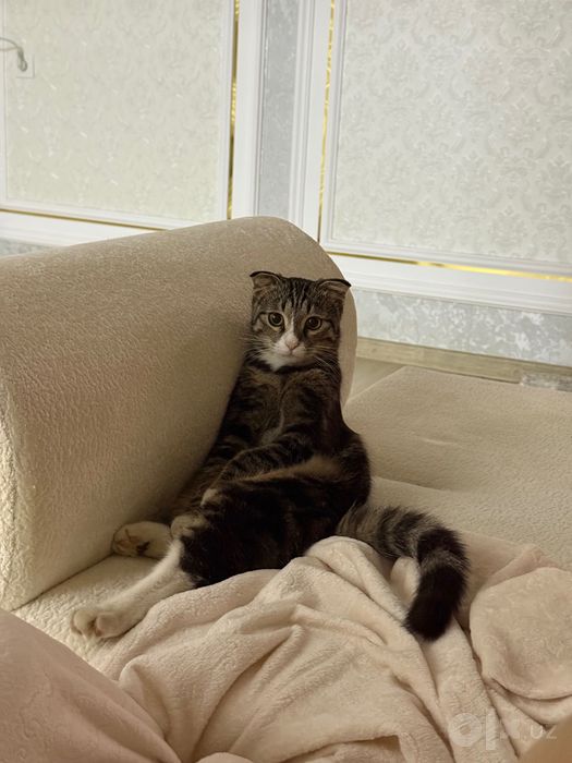 Отдам Котенка кота мальчик 4-5 месяцев