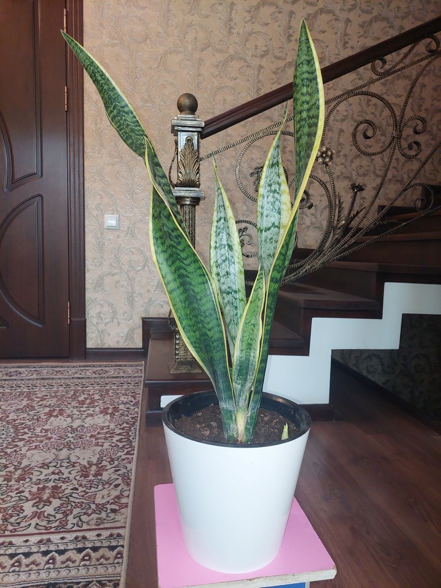 Сансеверия очень красивая комнатная неприхотливая растения: 50 000 сум -  Комнатные растения Ташкент на Olx