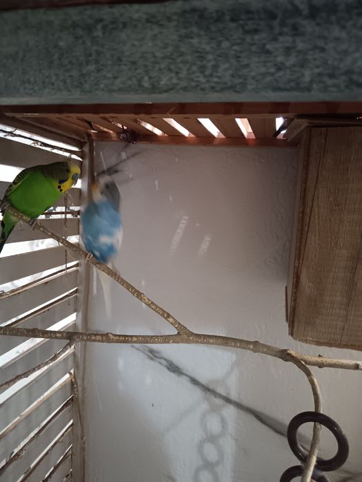 Волнистый попугай