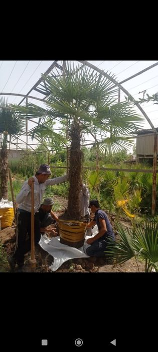 Galiboy yel oq archa