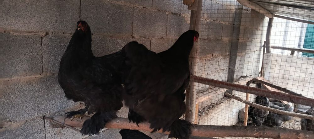 Продам  кур породы брама