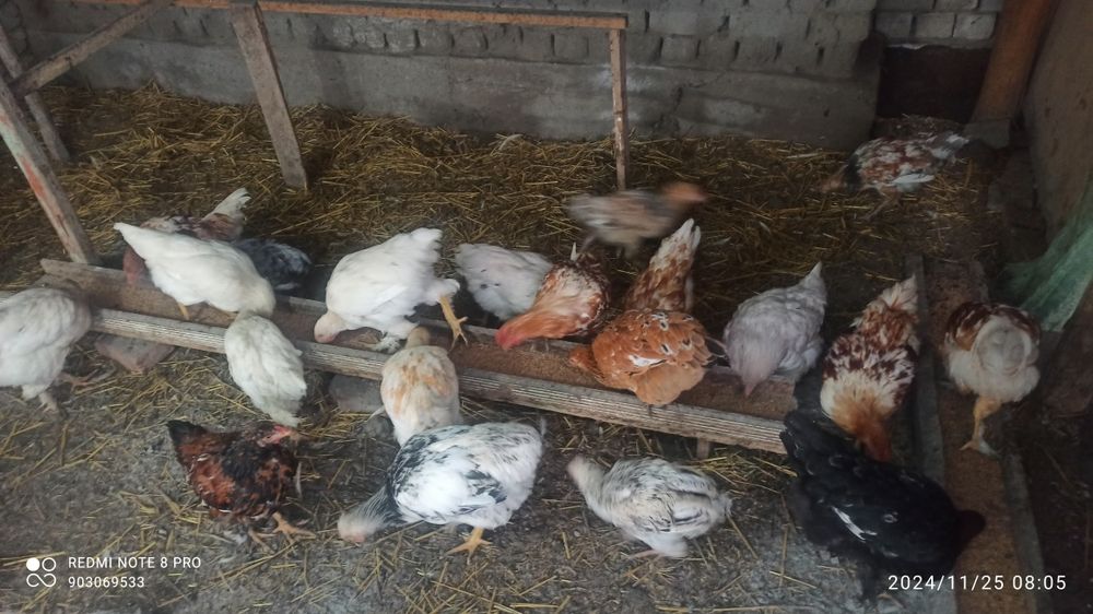 Kürk toviqlar bemalol