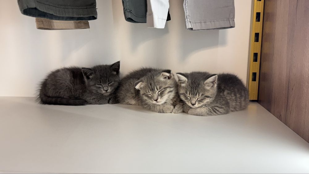 Mushuk Zoddor shinshilla mushuklar toza qon