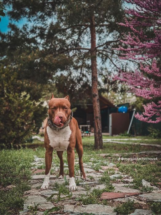 Кубинский Питбуль на вязку