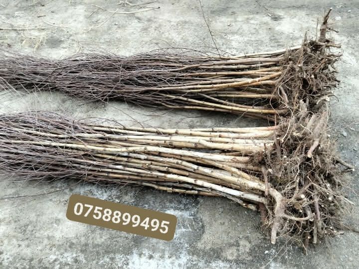 Puieți forestieri de salcâm și nu nuami