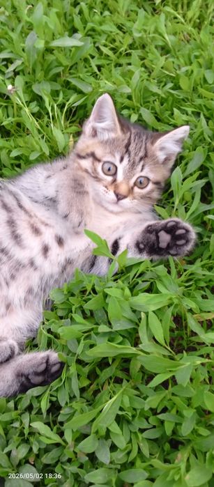 Полубританцы котята шикарные