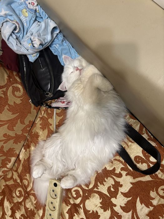 Турецкая ангора в добрые руки